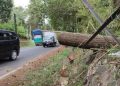 Pengendara Motor Asal Karawang Meninggal Dunia Tertimpa Pohon Tumbang di Lembang Bandung Barat
