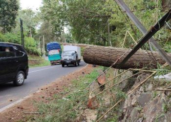 Pengendara Motor Asal Karawang Meninggal Dunia Tertimpa Pohon Tumbang di Lembang Bandung Barat