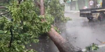 Hujan Deras Angin Kencang Terjang Cimahi, Banyak Pohon Tumbang dan Rumah Rusak