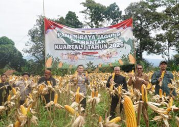 Polres Bogor Dukung Program Ketahanan Pangan Nasional melalui Panen Raya Jagung Serentak Kuartal I Tahun 2026
